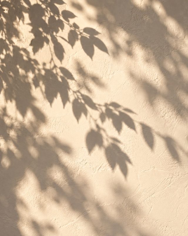 Example of the Botanical shadows look: leaf shadows falling across a warm plaster wall