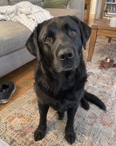 Example phone photo: a black Labrador sitting on a living-room rug