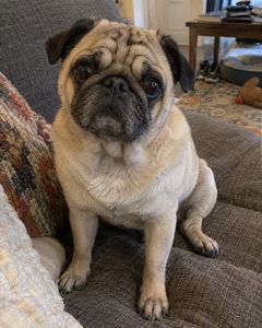 Example phone photo: a pug sitting on a grey sofa
