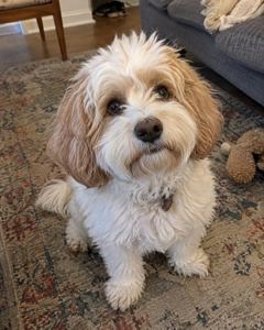 Example phone photo: a fluffy cream-and-apricot dog sitting on a living-room rug